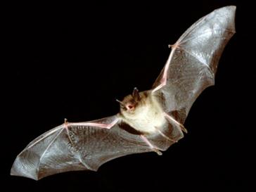 Description: bat.jpg